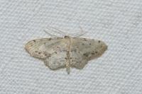 Idaea dimidiata