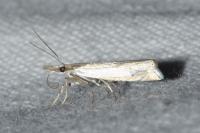 Crambus pascuella