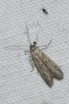 Phycitodes