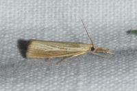 Agriphila straminella