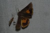 Noctua janthe