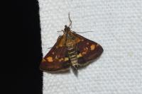 Pyrausta aurata