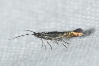Coleophora