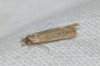 Limnaecia phragmitella