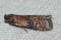 Rhodophaea formosa
