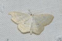 Scopula immutata