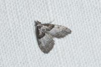 Nola cucullatella