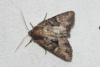 Mesapamea secalella/secalis