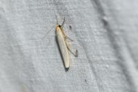Eilema caniola