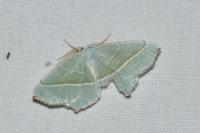 Campaea margaritaria