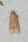 Helcystogramma rufescens