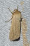 Mythimna pallens
