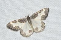 Lomaspilis marginata