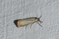 Chrysoteuchia culmella
