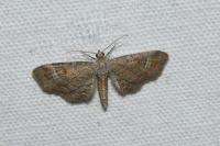 Eupithecia simpliciata