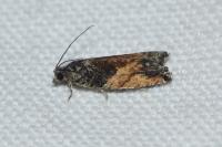 Epinotia nisella