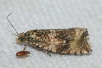 Celypha lacunana