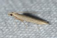 Batrachedra parvulipunctella