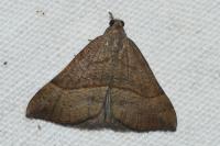 Hypena proboscidalis