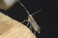 Phyllonorycter ilicifoliella
