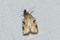 Clepsis spectrana