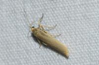 Indalia pygmaeola