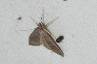 Mecyna asinalis