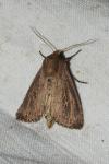 Nonagria typhae