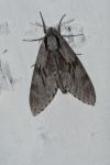Hyloicus maurorum/pinastri