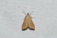 Udea ferrugalis