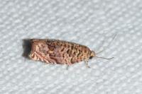 Gypsonoma minutana