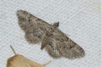 Gymnoscelis rufifasciata
