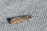 Bactra
