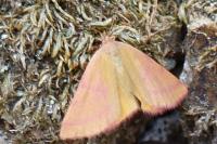 Lythria purpuraria