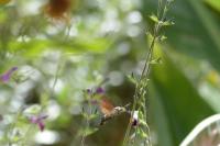 Macroglossum stellatarum