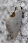 Cilix hispanica