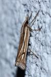 Ancylolomia tentaculella