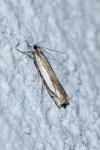 Crambus pascuella