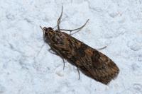 Nomophila noctuella