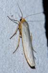 Eilema caniola