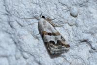 Eublemma candidana