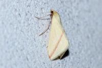 Rhodometra sacraria