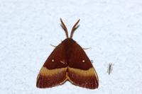 Lasiocampa quercus