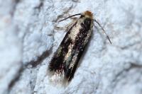 Stigmella trimaculella