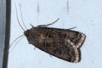 Agrotis bigramma