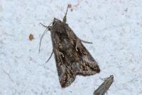 Autographa gamma