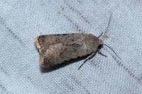 Caradrina clavipalpis