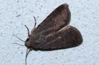 Caradrina flavirena