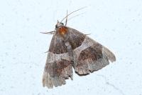 Dysgonia algira