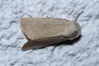 Mythimna sicula